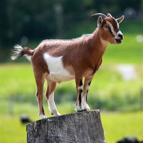 video of a goat